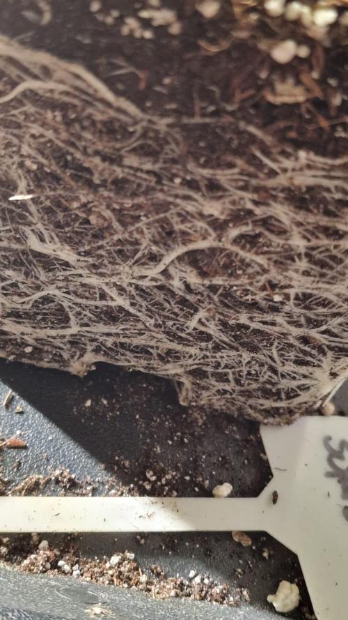 3Gorillas-SuperStrains-DutchFem-BSFSeeds. Week 7 - SuperStrains roots 