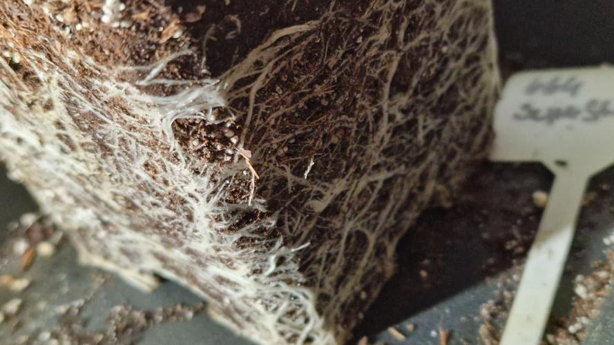 3Gorillas-SuperStrains-DutchFem-BSFSeeds. Week 7 - SuperStrains roots 