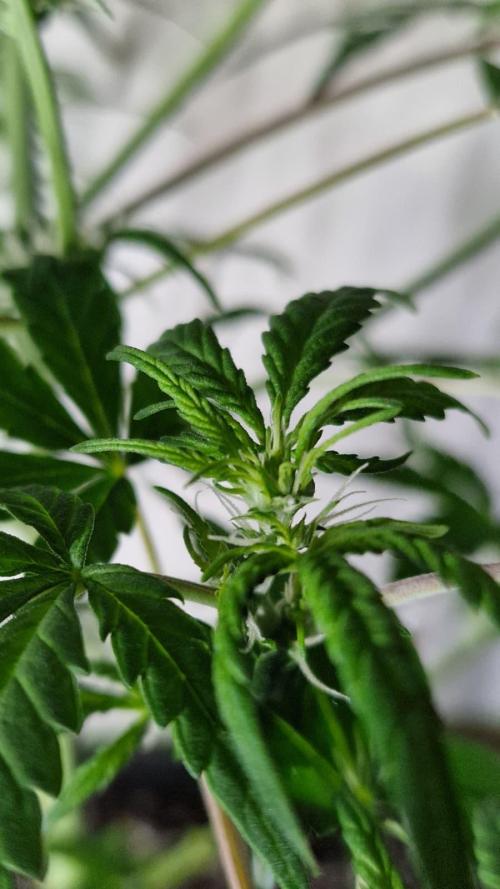 3Gorillas-SuperStrains-DutchFem-BSFSeeds. Week 7 - DutchFem Flower