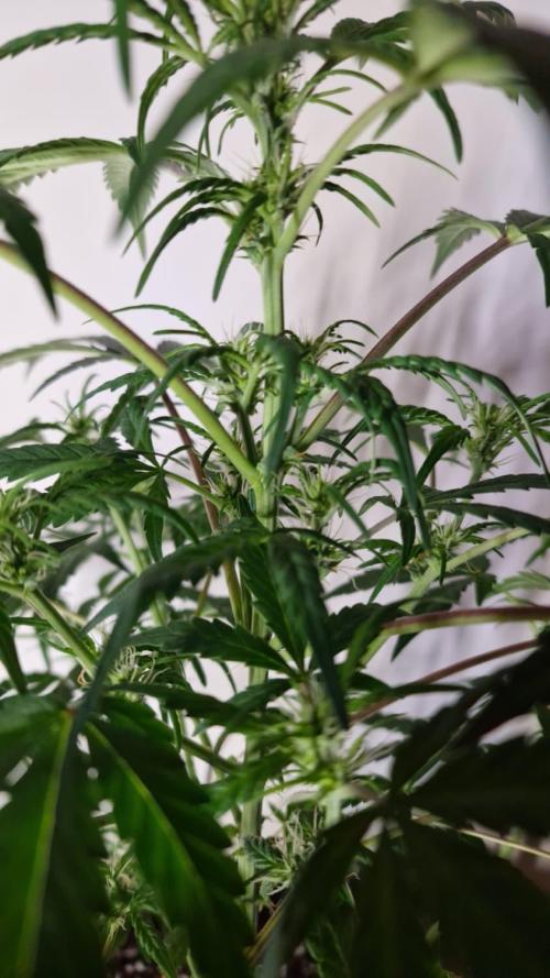 3Gorillas-SuperStrains-DutchFem-BSFSeeds. Week 7 - DutchFem