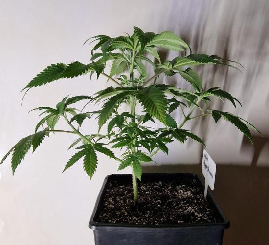 3Gorillas-SuperStrains-DutchFem-BSFSeeds. Week 7 - SuperStrains