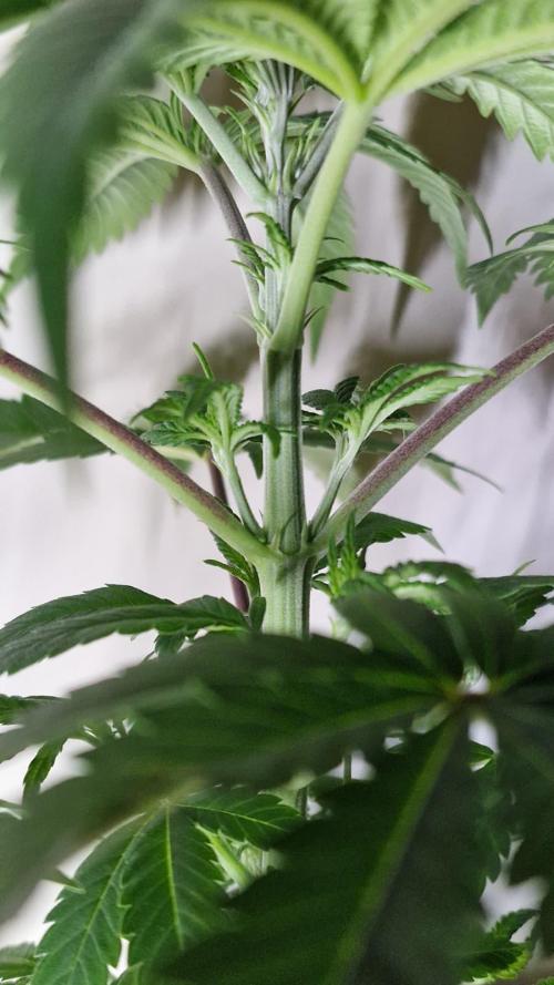 3Gorillas-SuperStrains-DutchFem-BSFSeeds. Week 7 - SuperStrains