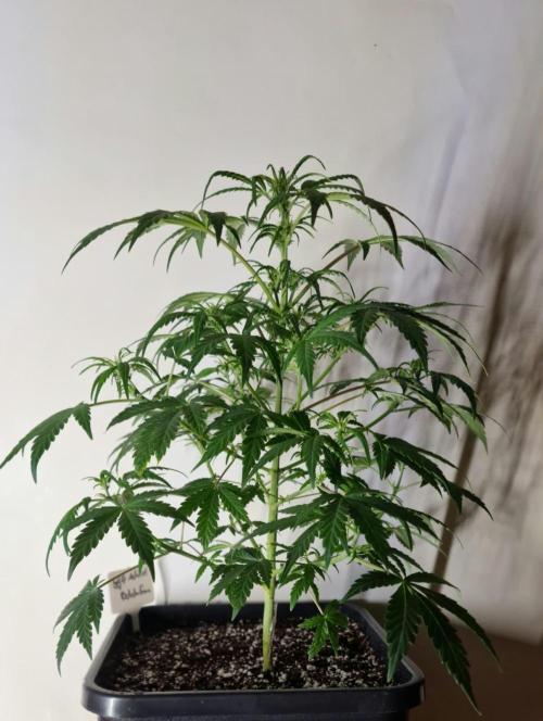 3Gorillas-SuperStrains-DutchFem-BSFSeeds. Week 7 - DutchFem