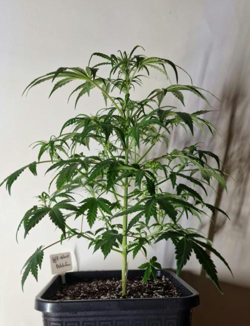 3Gorillas-SuperStrains-DutchFem-BSFSeeds. Week 7 - DutchFem