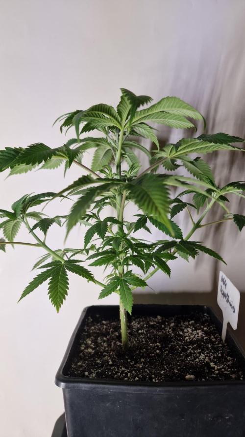 3Gorillas-SuperStrains-DutchFem-BSFSeeds. Week 7 - SuperStrains
