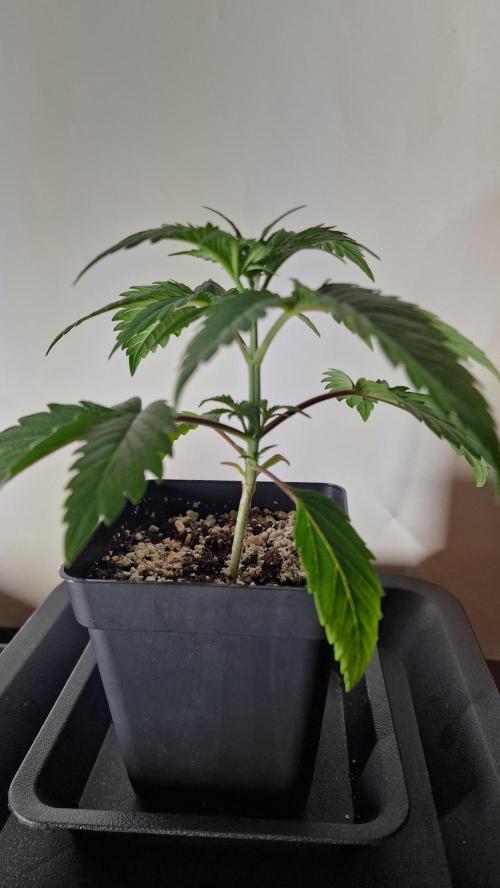 RipperSeeds - Washing Machine. Week 2