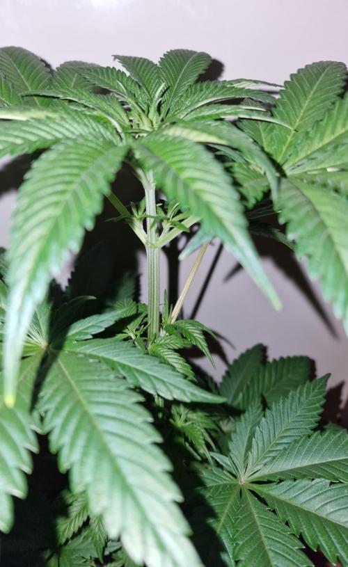 RipperSeeds - Washing Machine. Week 5