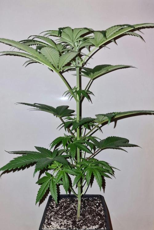 RipperSeeds - Washing Machine. Week 5