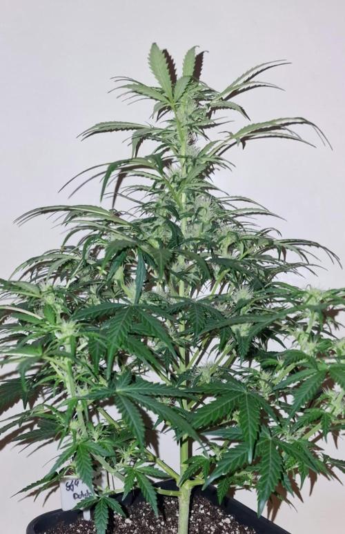 3Gorillas-SuperStrains-DutchFem-BSFSeeds. Week 9 - Dutchfem Auto