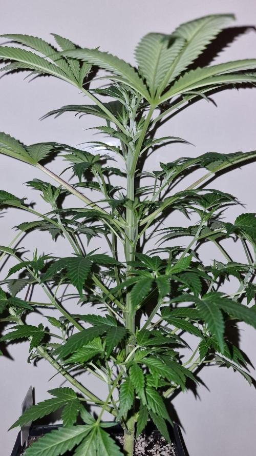 3Gorillas-SuperStrains-DutchFem-BSFSeeds. Week 9 - SuperStrains 