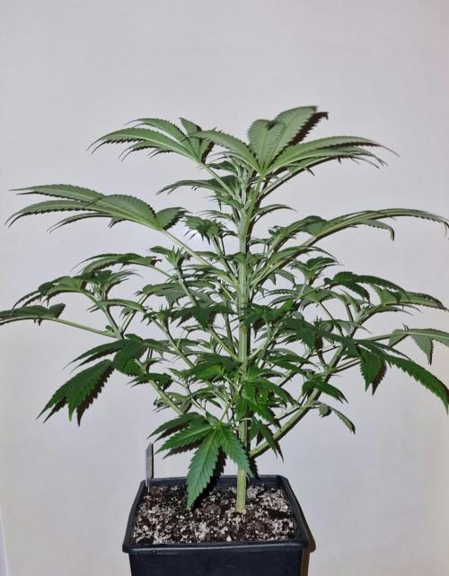 3Gorillas-SuperStrains-DutchFem-BSFSeeds. Week 9 - SuperStrains