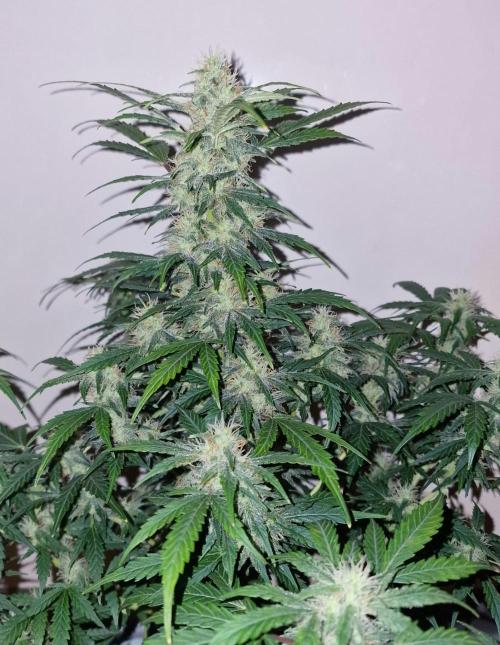 3Gorillas-SuperStrains-DutchFem-BSFSeeds. Week 11 - Dutchfem Auto