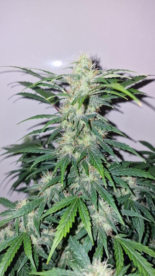 3Gorillas-SuperStrains-DutchFem-BSFSeeds. Week 11 - Dutchfem Auto