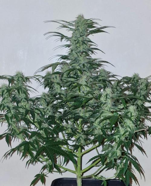 3Gorillas-SuperStrains-DutchFem-BSFSeeds. Week 11 - Dutchfem Auto