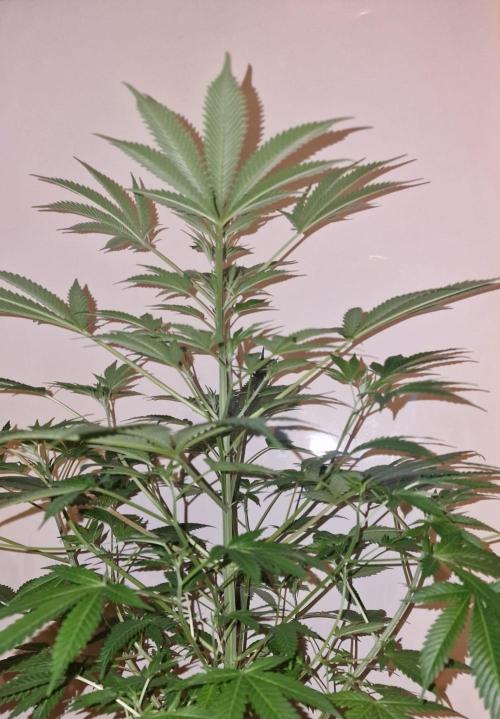 3Gorillas-SuperStrains-DutchFem-BSFSeeds. Week 11 - SuperStrains