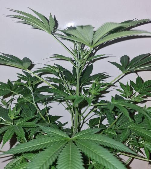 3Gorillas-SuperStrains-DutchFem-BSFSeeds. Week 11 - SuperStrains