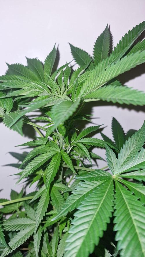 RipperSeeds - Washing Machine. Week 7 - Washing Machine