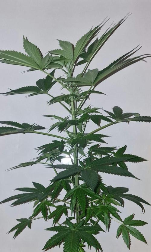 RipperSeeds - Washing Machine. Week 7 - Washing Machine