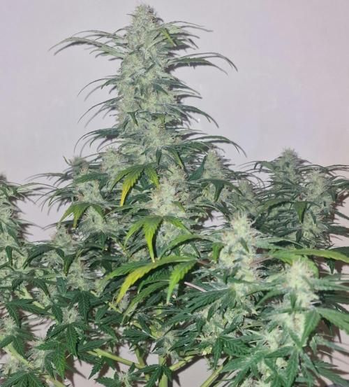 3Gorillas-SuperStrains-DutchFem-BSFSeeds. Week 12 - Dutchfem