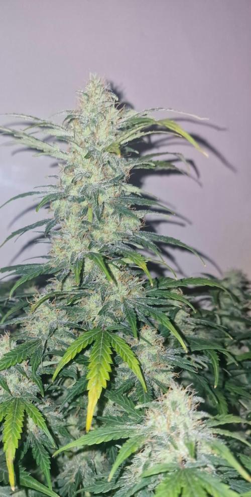 3Gorillas-SuperStrains-DutchFem-BSFSeeds. Week 12 - Dutchfem