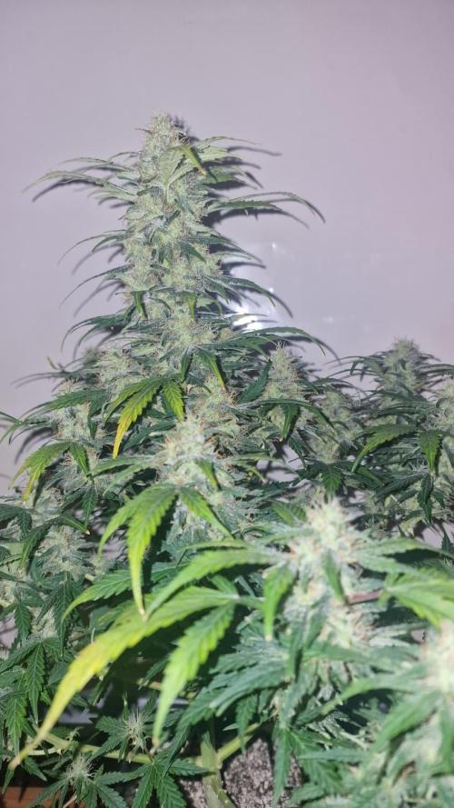 3Gorillas-SuperStrains-DutchFem-BSFSeeds. Week 12 - Dutchfem