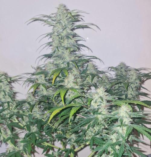 3Gorillas-SuperStrains-DutchFem-BSFSeeds. Week 12 - Dutchfem