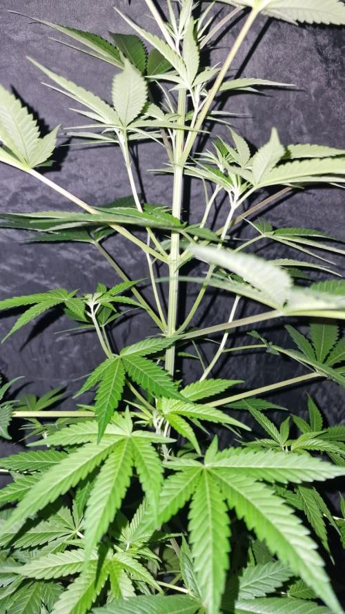 RipperSeeds - Washing Machine. Week 8 - Washing Machine