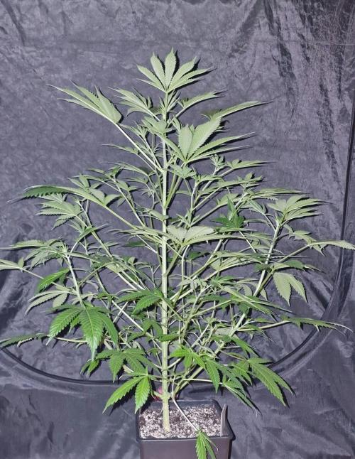 3Gorillas-SuperStrains-DutchFem-BSFSeeds. Week 13 - SuperStrains