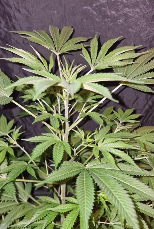 3Gorillas-SuperStrains-DutchFem-BSFSeeds. Week 13 - SuperStrains