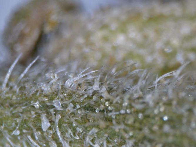 3Gorillas-SuperStrains-DutchFem-BSFSeeds. Week 12 - harvest Gorilla Glue Autoflower