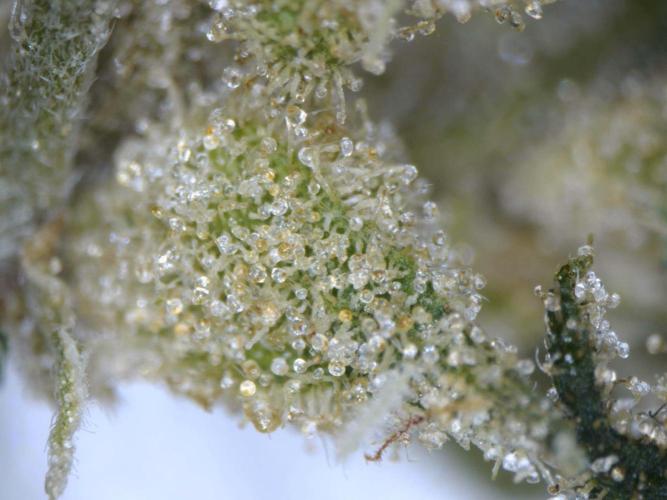 3Gorillas-SuperStrains-DutchFem-BSFSeeds. Week 12 - harvest Gorilla Glue Autoflower