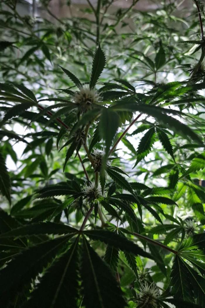 3Gorillas-SuperStrains-DutchFem-BSFSeeds. Week 18 - SuperStrains