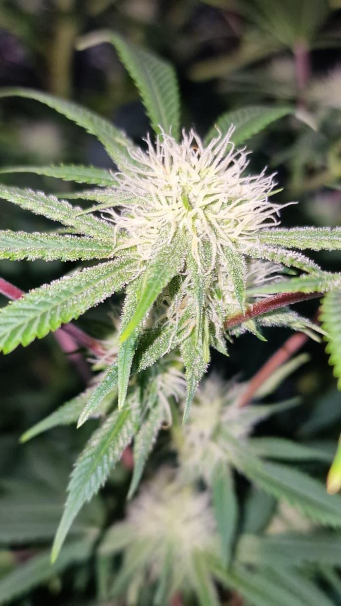 3Gorillas-SuperStrains-DutchFem-BSFSeeds. Week 19 - SuperStrains