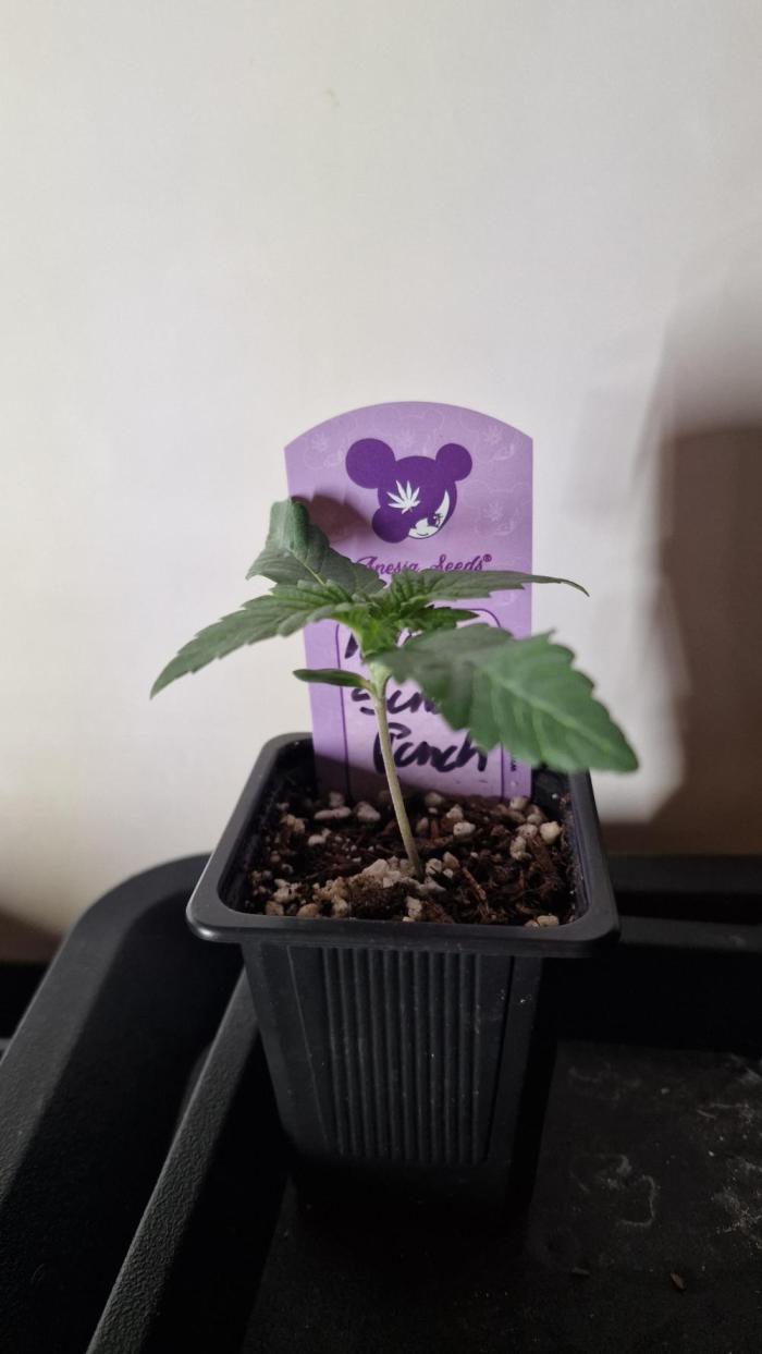 Delicious Seeds - Sunday Punch. Week 1