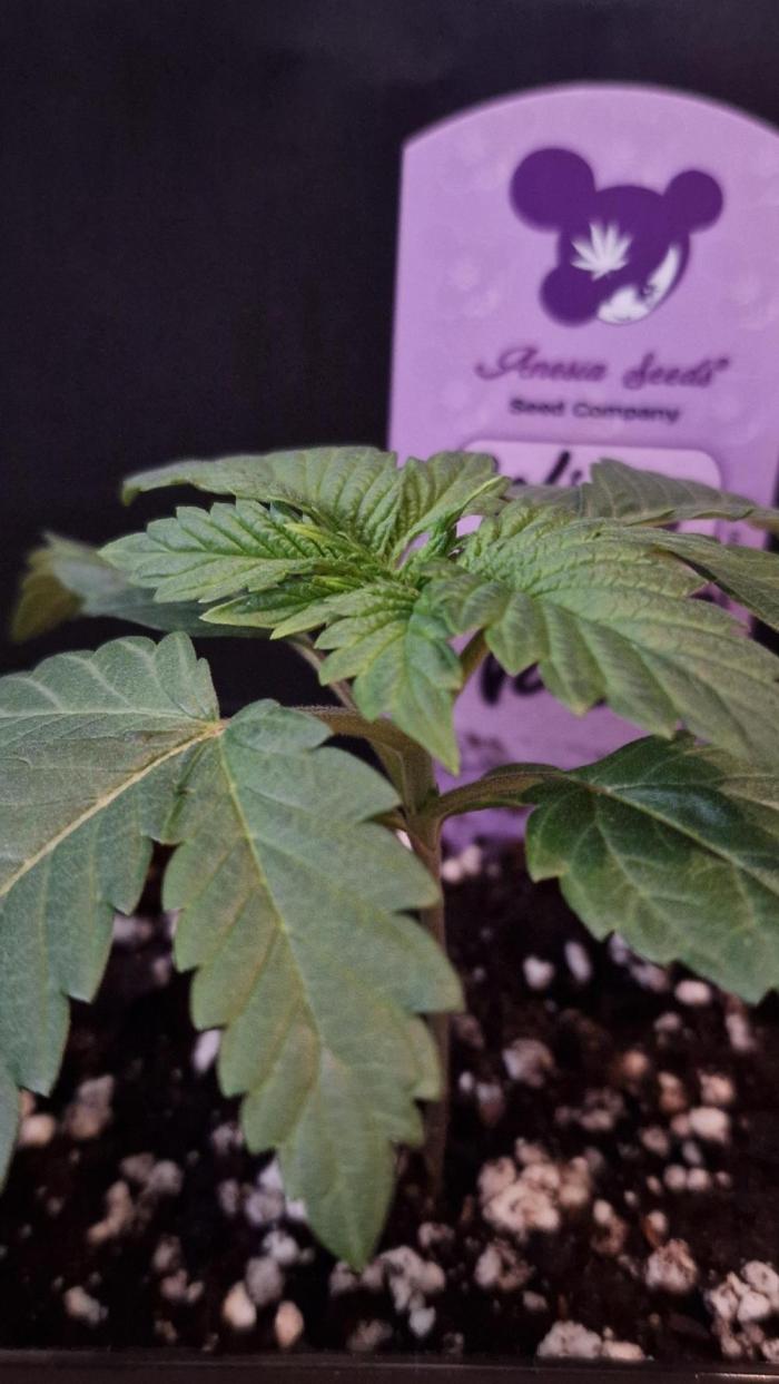 Delicious Seeds - Sunday Punch. Week 2