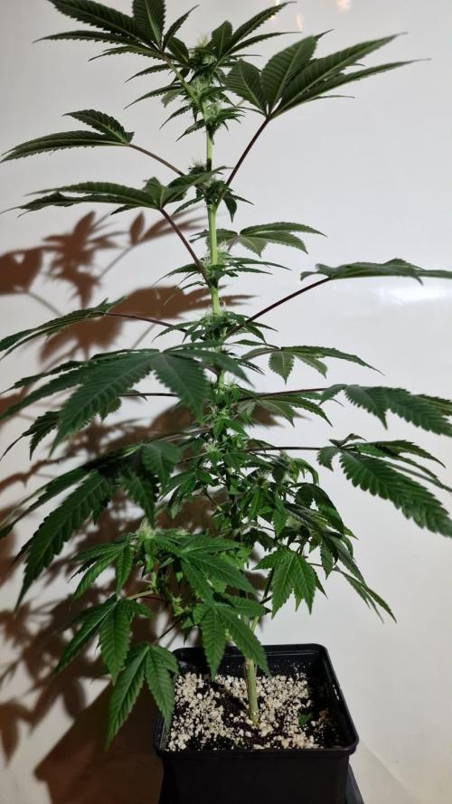 Delicious Seeds - Sunday Punch. Week 6