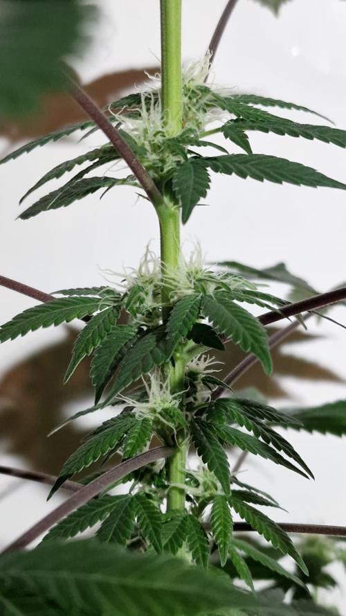 Delicious Seeds - Sunday Punch. Week 6