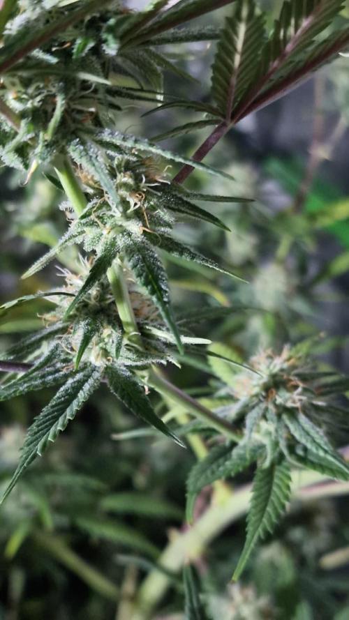 RipperSeeds - Washing Machine. Week 18 - week 7