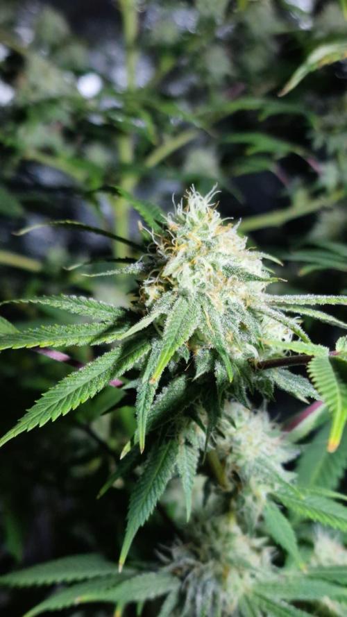3Gorillas-SuperStrains-DutchFem-BSFSeeds. Week 22 - week 7