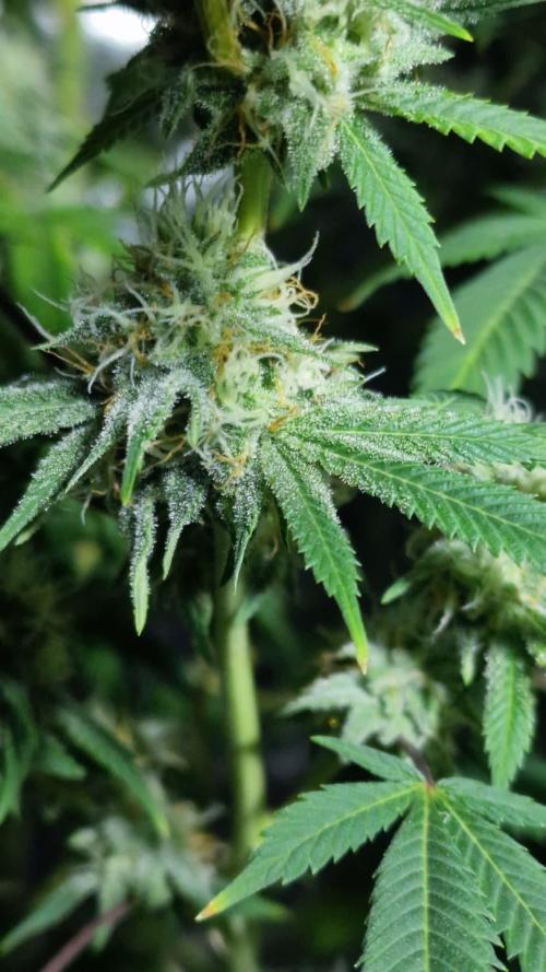 3Gorillas-SuperStrains-DutchFem-BSFSeeds. Week 22 - week 7