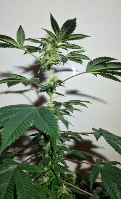 Delicious Seeds - Sunday Punch. Week 9