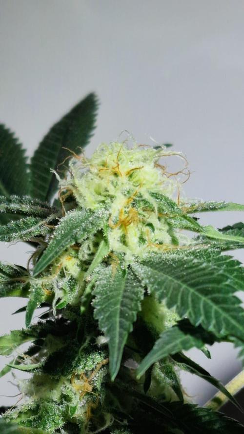 Delicious Seeds - Sunday Punch. Week 9