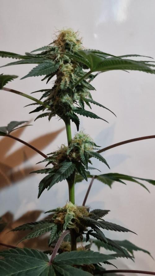 Delicious Seeds - Sunday Punch. Week 11 - Sunday Punch