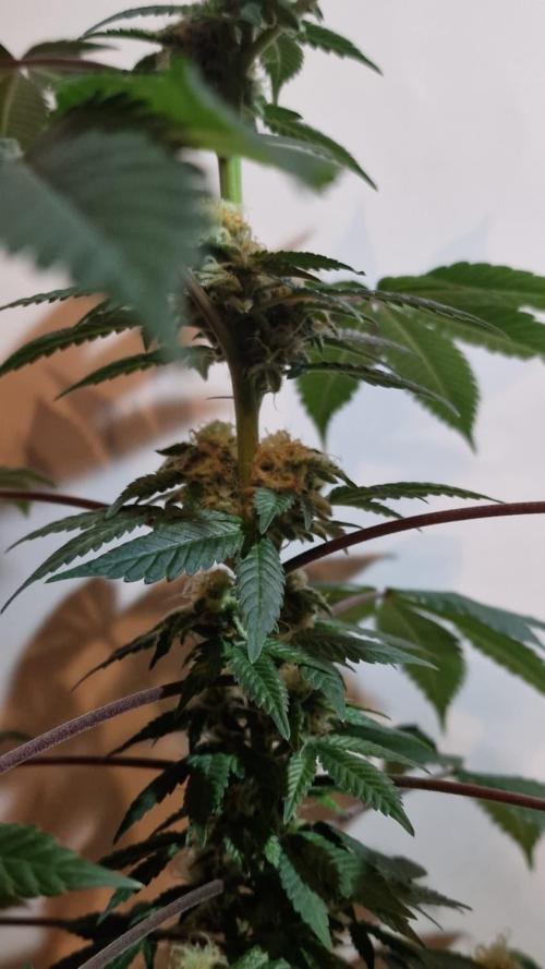 Delicious Seeds - Sunday Punch. Week 11 - Sunday Punch