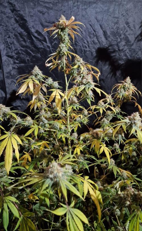 3Gorillas-SuperStrains-DutchFem-BSFSeeds. Week 23 - harvest