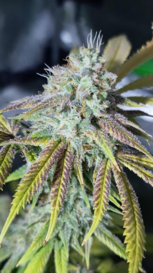 3Gorillas-SuperStrains-DutchFem-BSFSeeds. Week 23 - harvest