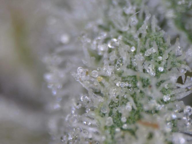Delicious Seeds - Sunday Punch. Week 11 - trichomes