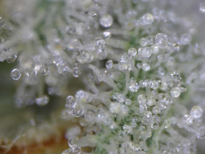 Delicious Seeds - Sunday Punch. Week 11 - trichomes