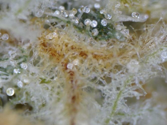 Delicious Seeds - Sunday Punch. Week 11 - fluffy pistils 