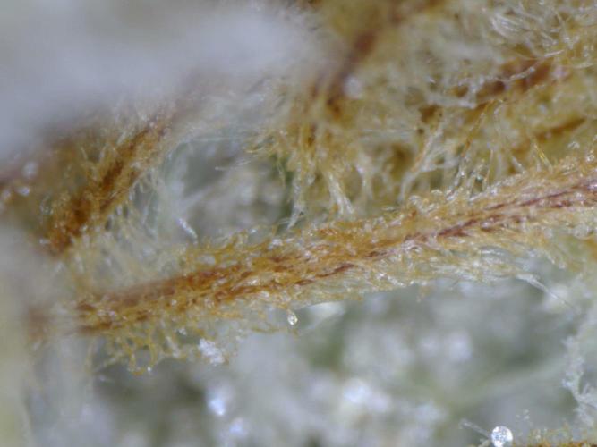 Delicious Seeds - Sunday Punch. Week 11 - pistils
